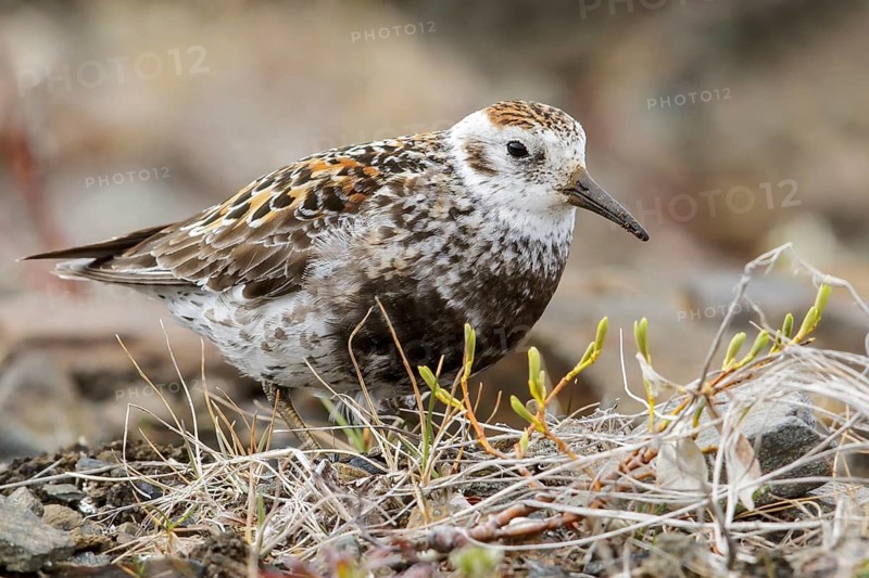 Rock Sandpiper (Calidris ptilocnemis) perched on the tundra in Nome, Alaska