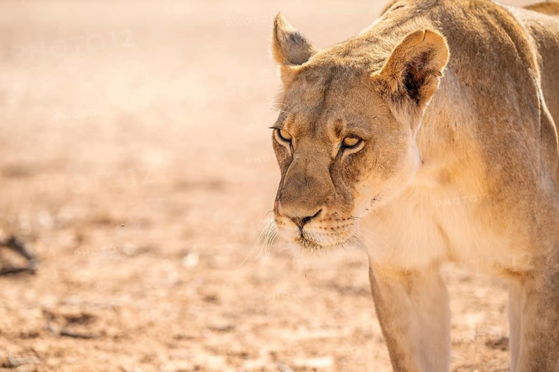 Lioness (Panthera leo) walking towards camera, Kgalagadi Transfrontier National Park, Northern Cape, South Africa