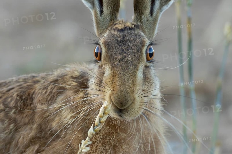 European brown hare (Lepus europaeus) adult animal feeding on a wheat sheath in a farmland field in summer, England, United Kingdom