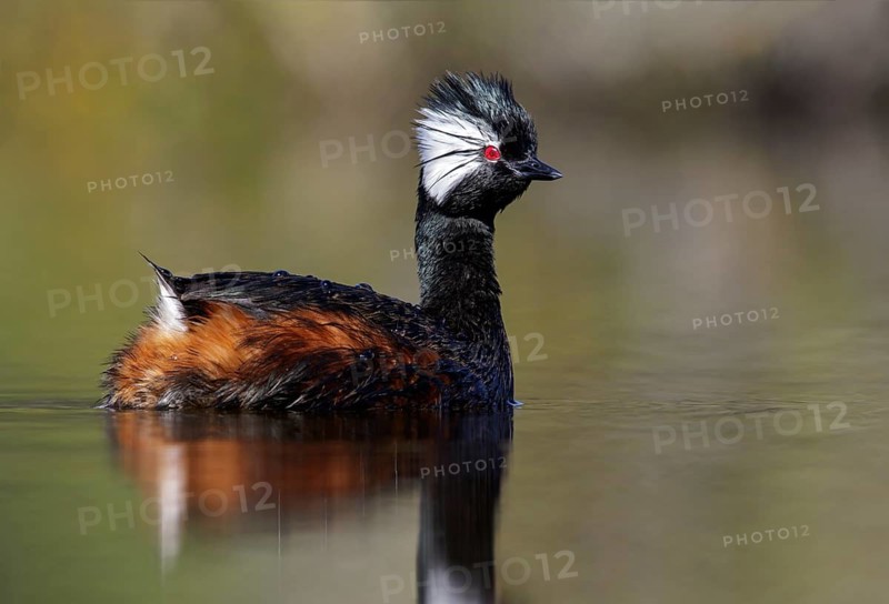 White-tufted Grebe (Rollandia rolland) swimming in a small lake in Chile
