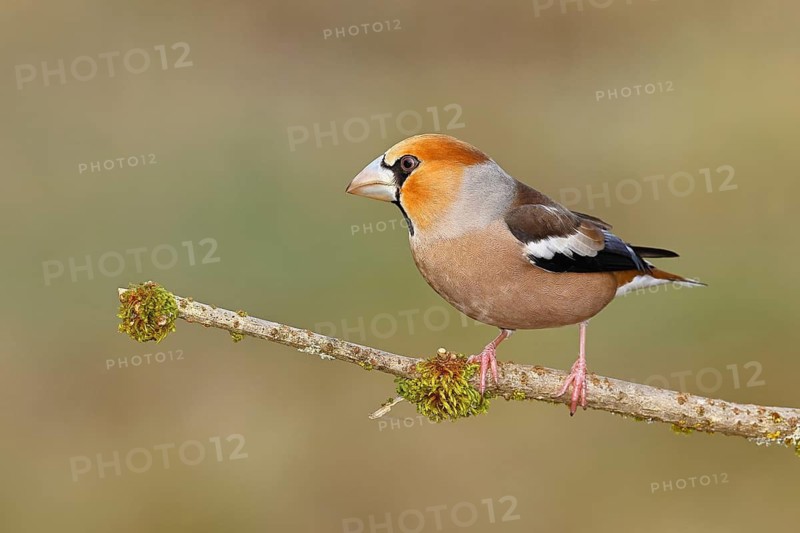 Hawfinch (Coccothraustes coccothraustes), male, sitting on a branch overgrown with moss, North Rhine-Westphalia, Germany