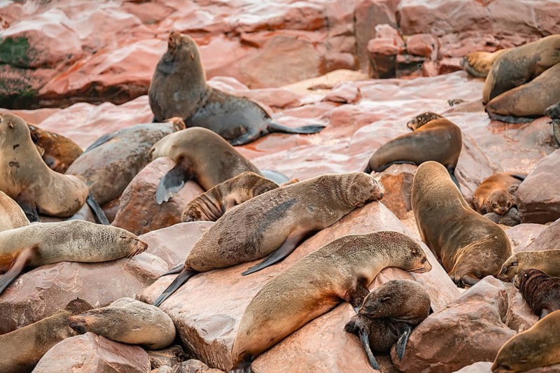 Seal colony, fur seal sleeping, Cape fur seal (Arctocephalus pusillus), Cape Cross, Atlantic coast, Namibia