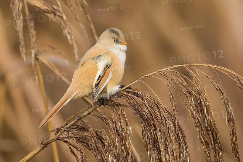 Bearded Reedling (Panurus biarmicus) female perched on a reed stalk, Baden-Wuerttemberg, Germany