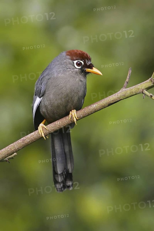 Chestnut-capped Laughingthrush (Garrulax mitratus), Malaysia