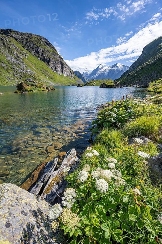 Flowers on the shore, mountain lake with view of mountain peaks, Lac du Louvie with summit Grand Combine, Valais Alps, Val de Bagnes, Valais, Switzerland