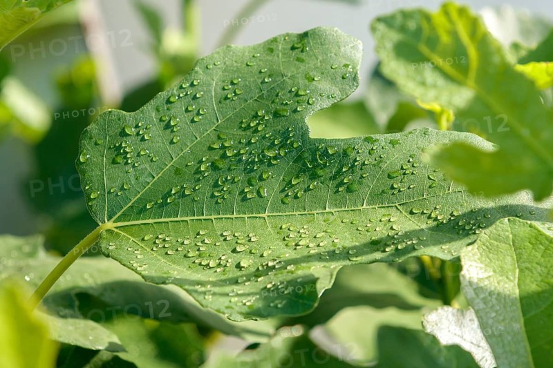 Guttation, Common fig (Ficus carica 'Klosterfeige'),  Germany