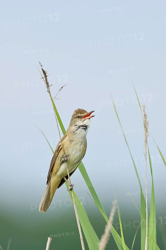 Reed Warbler (Acrocephalus arundinaceus) with open beak, singing, twittering, sitting on a reed in a reedbed, natural habitat, migratory bird, songbirds Lake Neusiedl, Burgenland, Austria