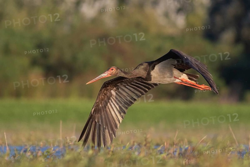 Black Stork (Ciconia nigra) flying, Tiszaalpár, Hungary