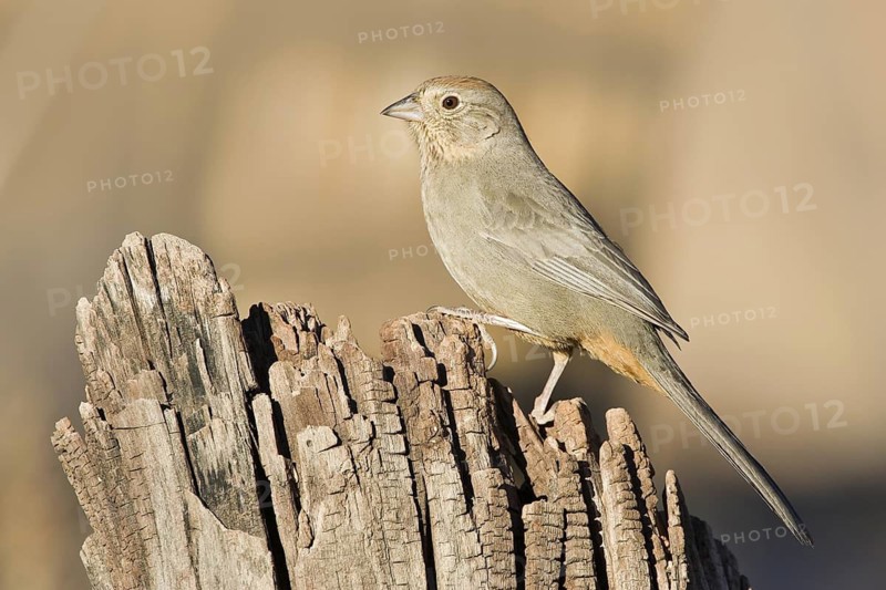 Canyon Towhee (Melozone fusca), Arizona, USA