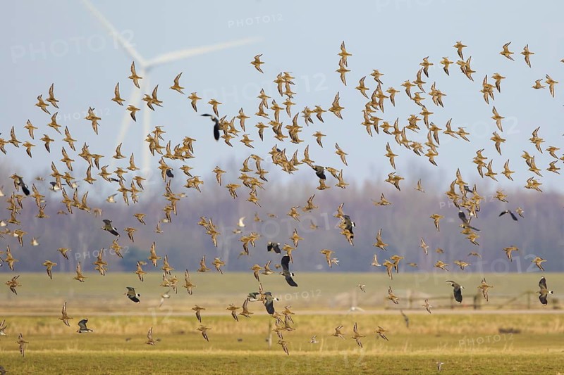 Golden Plover & Northern Lapwing (Pluvalis apricaria & Vanellus vanellus) flock flying, Netherlands