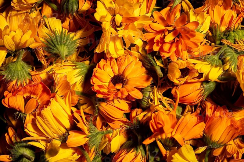 A vibrant collection of orange and yellow marigold flowers in full bloom. The vivid colors and intricate petals create a lively and cheerful atmosphere, perfect for spring