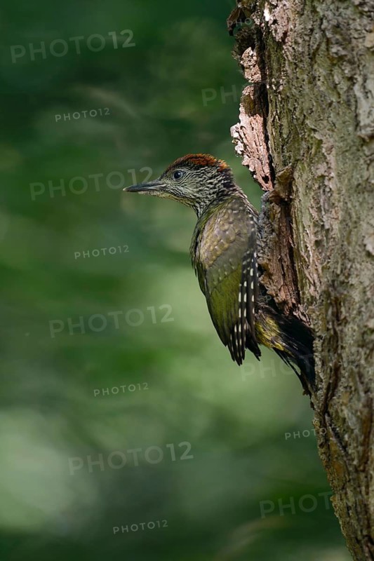 European Green Woodpecker (Picus viridis) juvenile climbing tree trunk, North Rhine-Westphalia, Germany