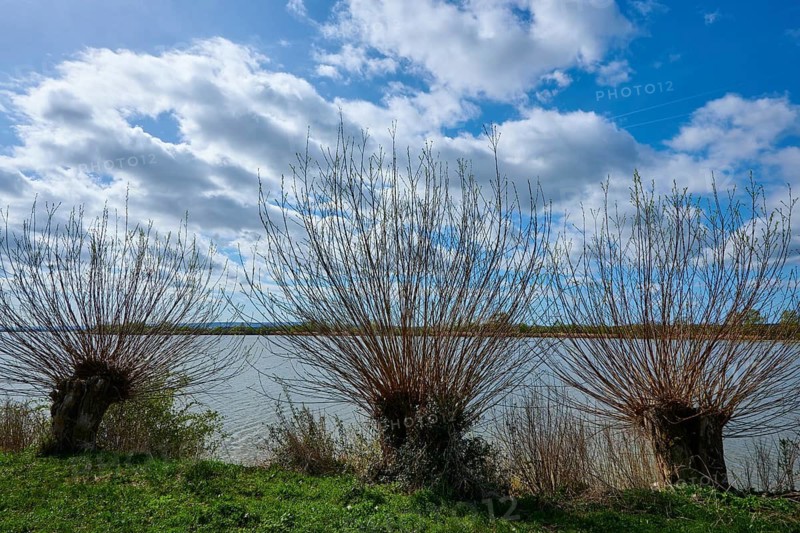 Bare trees, willows, in front of a large lake under a cloudy, blue sky, Altmühlsee, Muhr am See, Gunzenhausen, Franconian Lake District, Middle Franconia, Bavaria, Germany