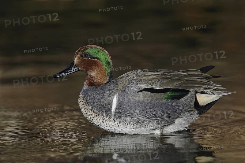 Green-winged Teal (Anas carolinensis) male, Arizona, USA