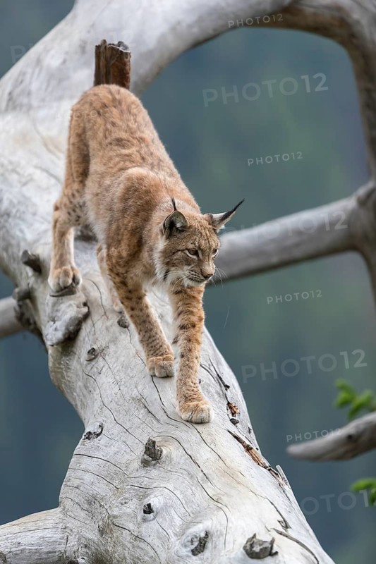 One Eurasian lynx, (Lynx lynx), walking down on a fallen tree. Frontal view with green forest in the background. Frontal view