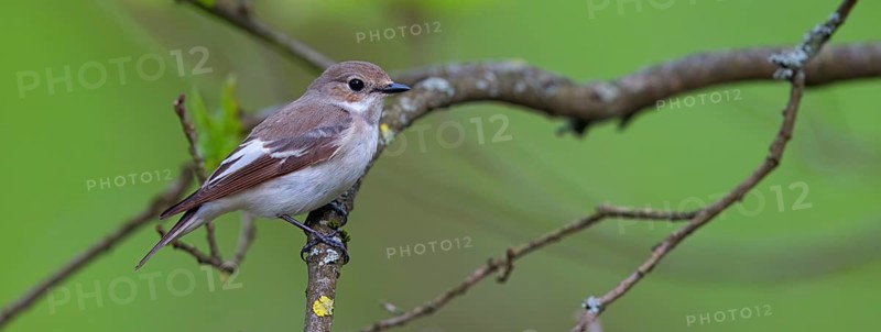 Animals, birds, songbirds, pied flycatcher, (Ficedula hypoleuca), biotope, habitat, perch, foraging, forest cemetery, Limburgerhof, Rhineland-Palatinate, Federal Republic of Germany