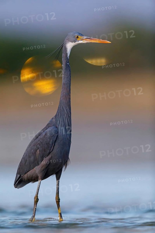 Great Egret, (Egretta gularis), foraging, Raysut, Salalah, Dhofar, Oman
