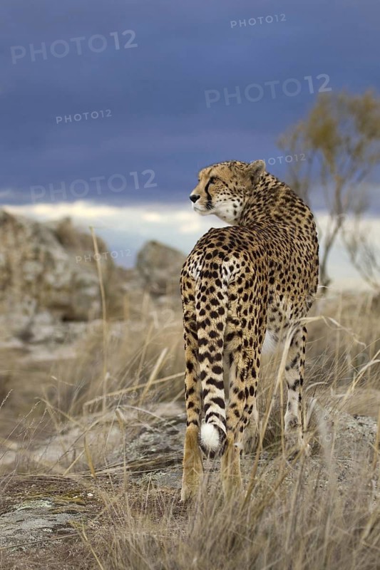 Cheetah (Acinonyx jubatus) female standing on a rock below dark clouds, Castile-La Mancha, Spain