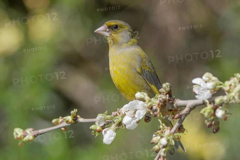 A male greenfinch (Carduelis cloris) resting on a flowering branch, Baden-Württemberg, Germany