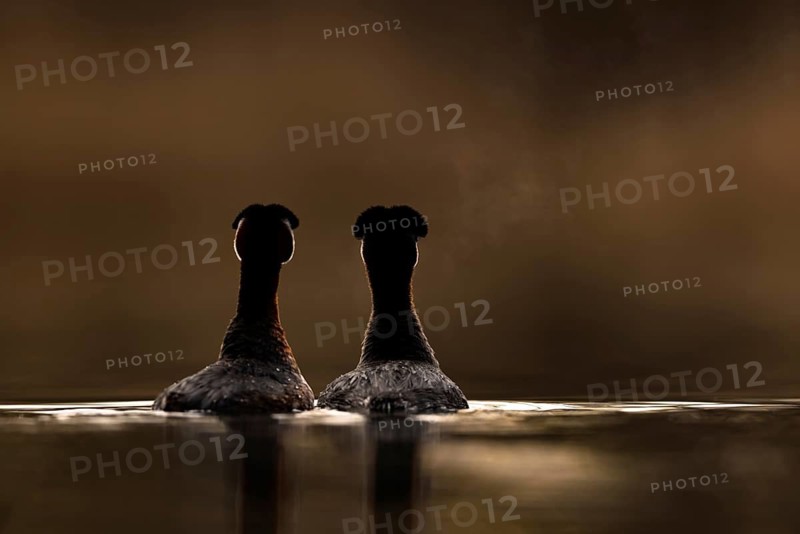 Red-necked Grebe (Podiceps grisegena) pair displaying, Mecklenburg-Western Pomerania, Germany