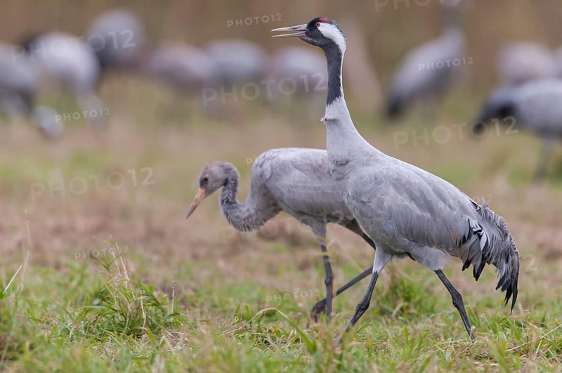 Common Crane (Grus grus) juvenile, Mecklenburg-Western Pomerania