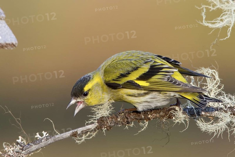 Eurasian Siskin (Spinus spinus) male, St. Gallen, Switzerland