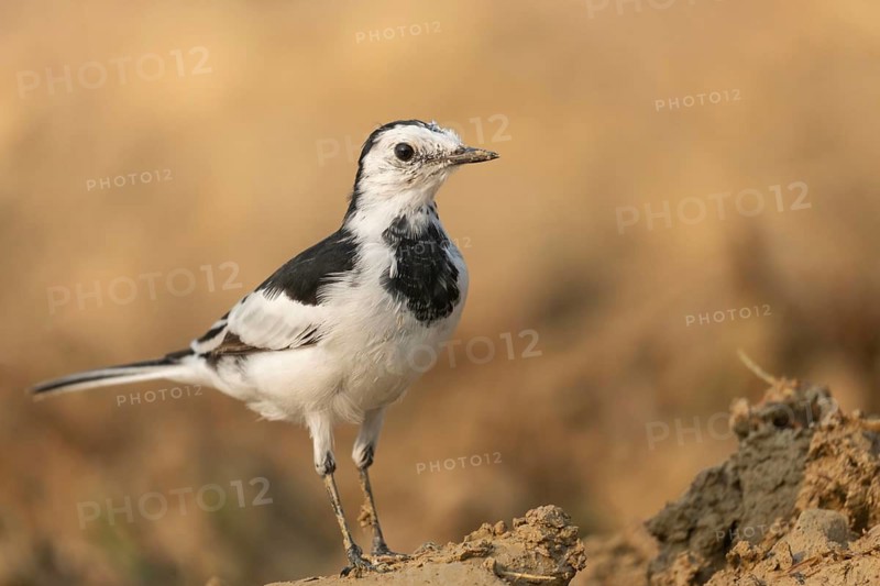 A white wagtail (Motacilla alba) stands on the ground against a blurred background, Sreepur, Gazipur, Bangladesh