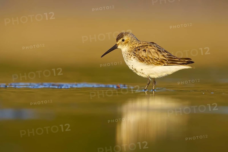 Dunlin (Calidris alpina) foraging, North Rhine-Westphalia, Germany