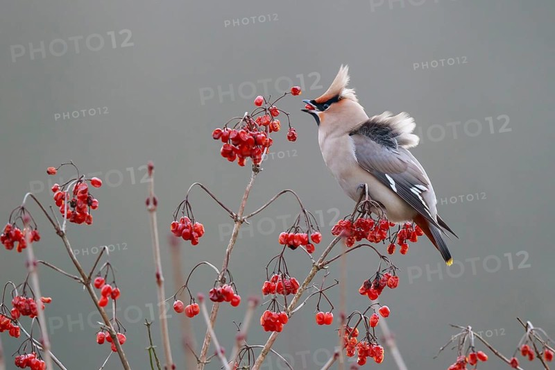 Bohemian Waxwing (Bombycilla garrulus), North Rhine-Westphalia, Germany