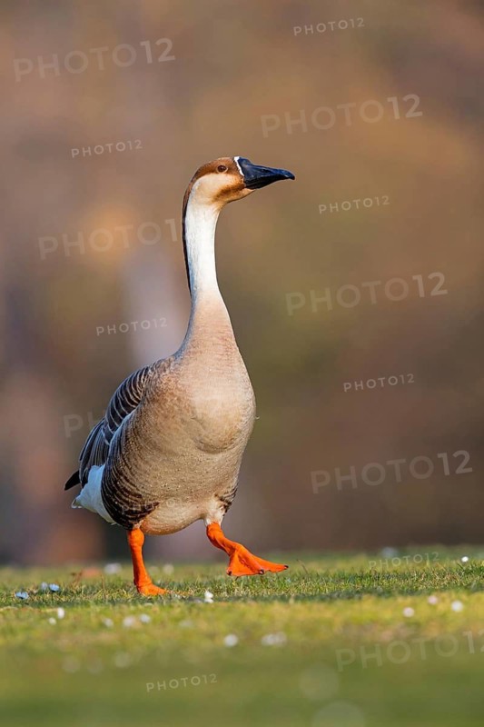 Swan goose, (Anser cygnoides), field goose, duck family, Europe, Luisenpark, Mannheim, Baden-Württemberg, Germany