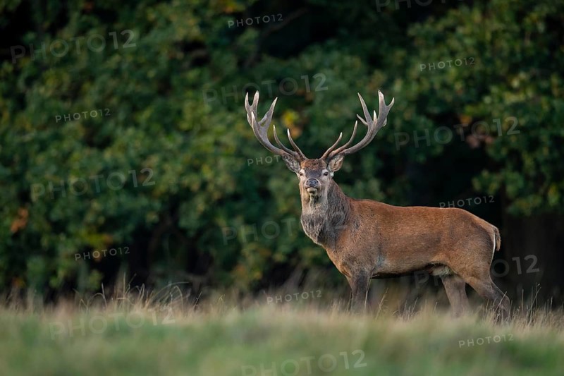 Red deer (Cervus elaphus) with heavy antlers in rut, Klamptenborg, Copenhagen, Denmark