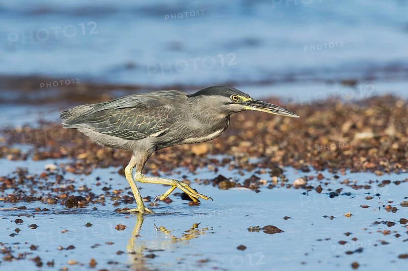 Striated Heron (Butorides striata) hunting, Eilat, Israel
