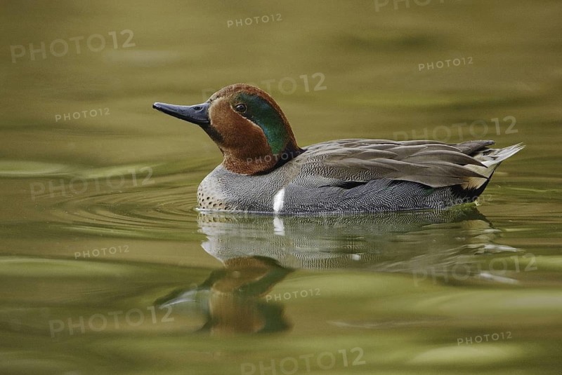 Green-winged Teal (Anas carolinensis) male, Arizona, USA