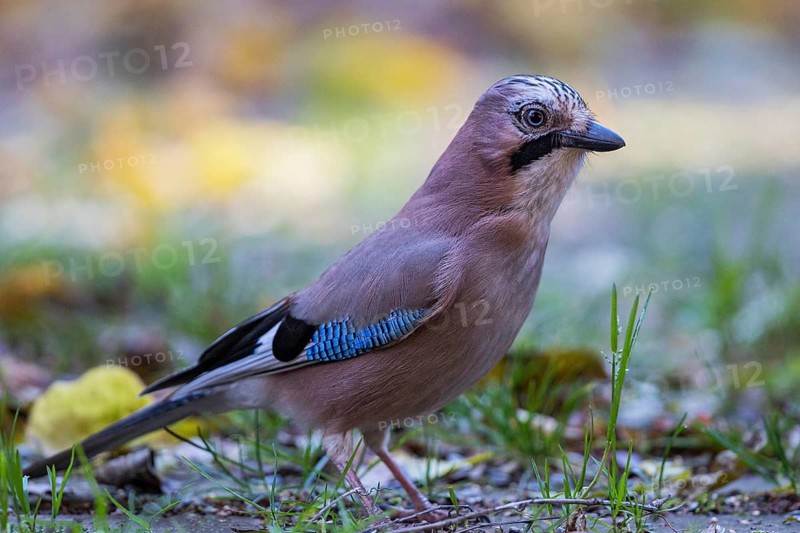 Eurasian Jay (Garrulus glandarius) perched on the ground, Bavaria, Germany