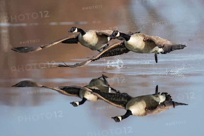 Canada Goose (Branta canadensis) flying, Baden-Wuerttemberg, Germany
