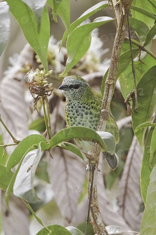 Spotted Tanager (Tangara punctata), Ecuador