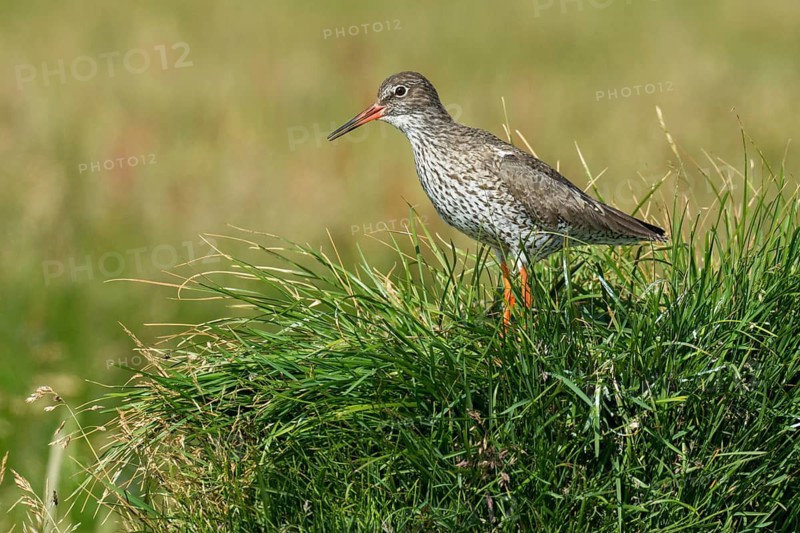 Common Redshank (Tringa totanus) on ground, Iceland