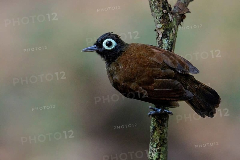 Bare-eyed Antbird (Rhegmatorhina gymnops) perched on a branch in the Amazon of Brazil