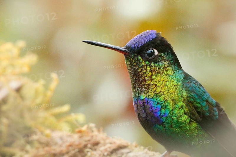 Fiery-throated Hummingbird (Panterpe insignis), Costa Rica