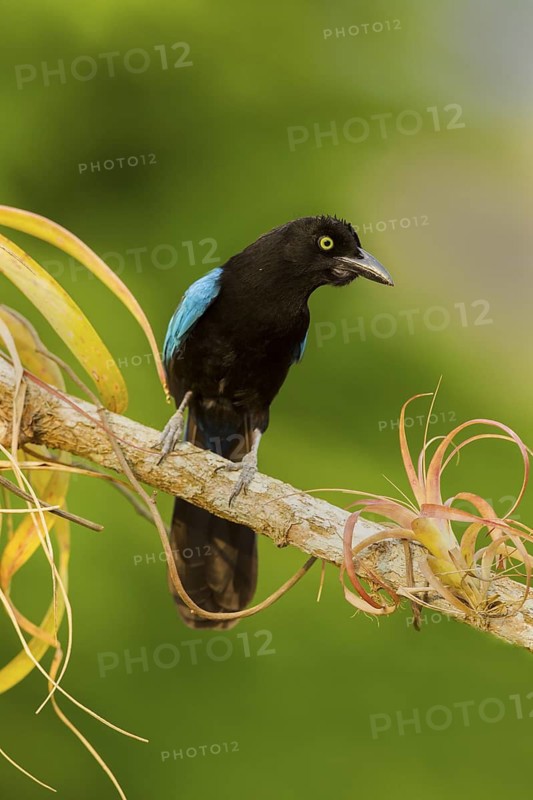 San Blas Jay Cyanocorax sanblasianus nelsoni El Tuito, Jalisco, Mexico 12 June Adult Corvidae