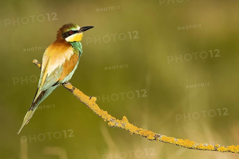 European Bee-eater (Merops apiaster), Madrid, Spain