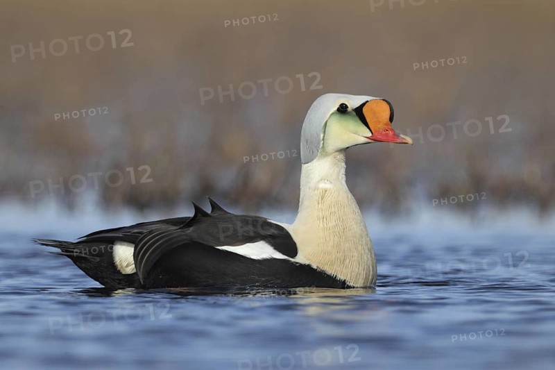King Eider (Somateria spectabilis) male, Alaska, USA