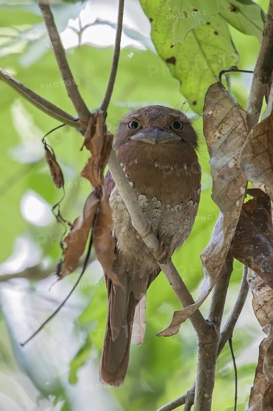 Sri Lanka Frogmouth (Batrachostomus moniliger), Kerala, India