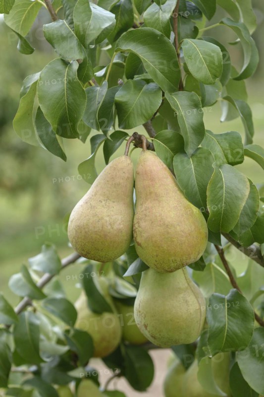 Pear (Pyrus communis 'Concorde'),  Veitshöchheim, Bavaria, Germany