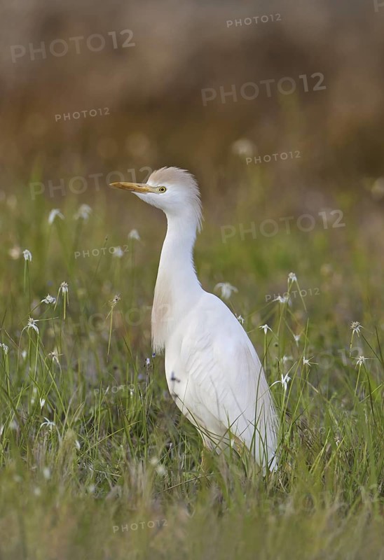 Western Cattle Egret (Bubulcus ibis), Florida, USA