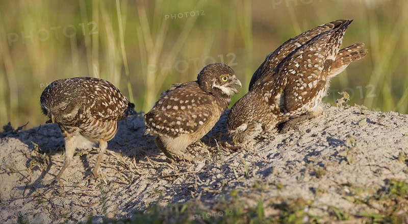 Burrowing Owl (Athene cunicularia) with juvenile, Florida, USA