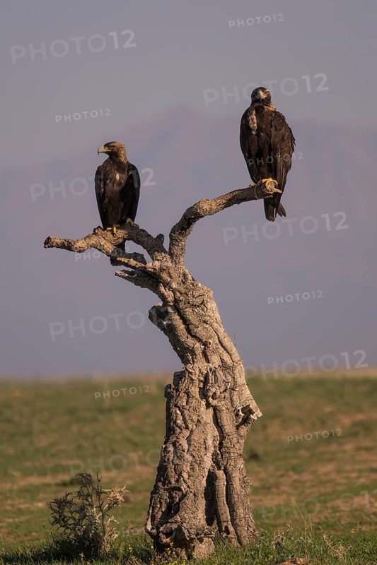 Iberian Eagle (Aquila adalberti), Spanish imperial eagle, Extremadura, Castilla La Mancha, Spain
