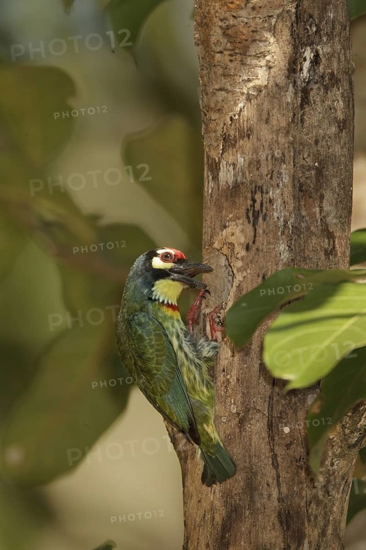 Coppersmith Barbet (Psilopogon haemacephalus), Kaeng Krachan, Thailand