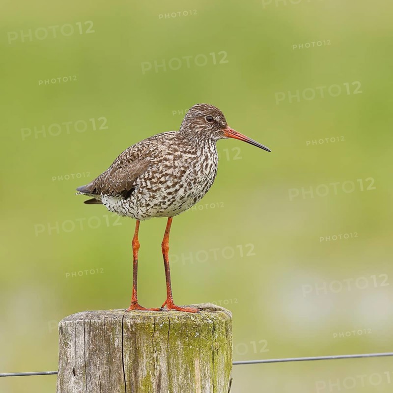 Redshank (Tringa totanus) standing on a pasture fence post, snipe bird, spring, wildlife, Hüde, Ochsenmoor, Dümmer See, Hüde, Lower Saxony, Germany