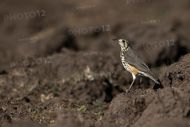 Groundscraper Thrush (Turdus litsitsirupa simensis) perched on the ground, Bale Mountains National Park, Ethiopia